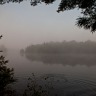 Fog Swim